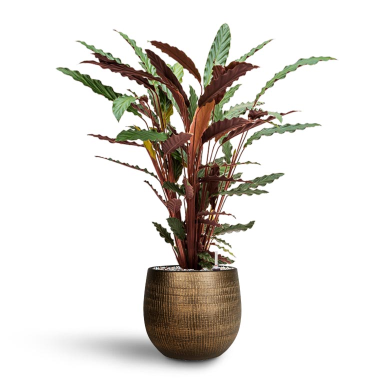 Calathea rufibarba - Velvet Calathea - Hydroculture & Ryan Plant Pot Shiny Gold