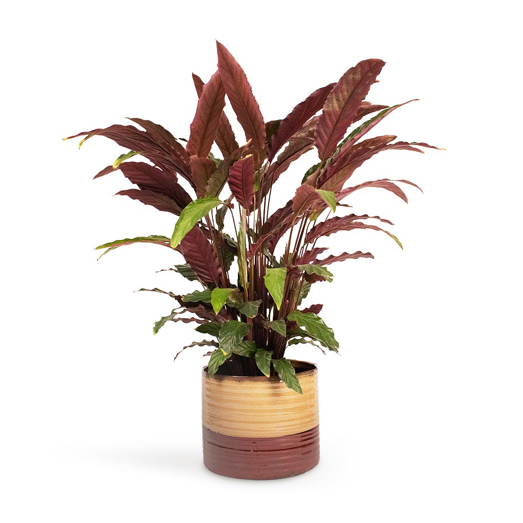 Calathea rufibarba - Velvet Calathea Houseplant &amp; Didi Plant Pot - Rustic Red Dip