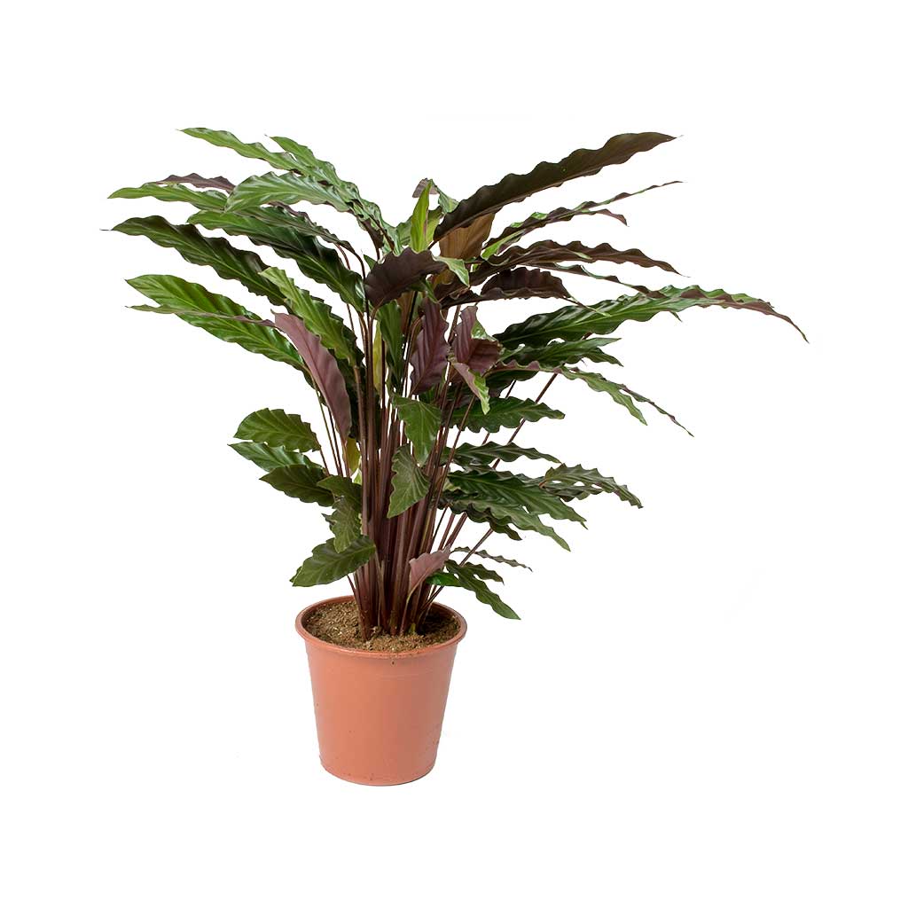 Calathea rufibarba - Velvet Calathea