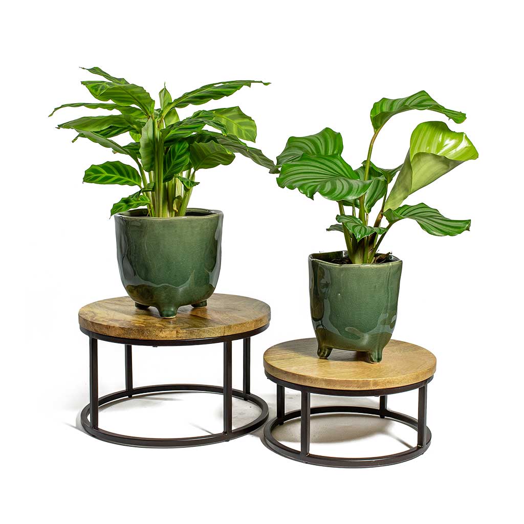 Calathea zebrina Zebra Plant, Calathea orbifolia & Kaat Green Plant Pots & Lois Plant Stands