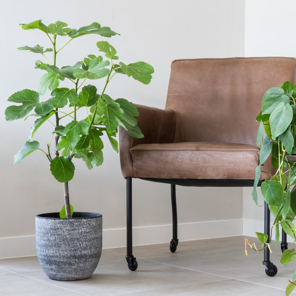 Cas Plant Pot - Anthracite With Scandens Houseplant