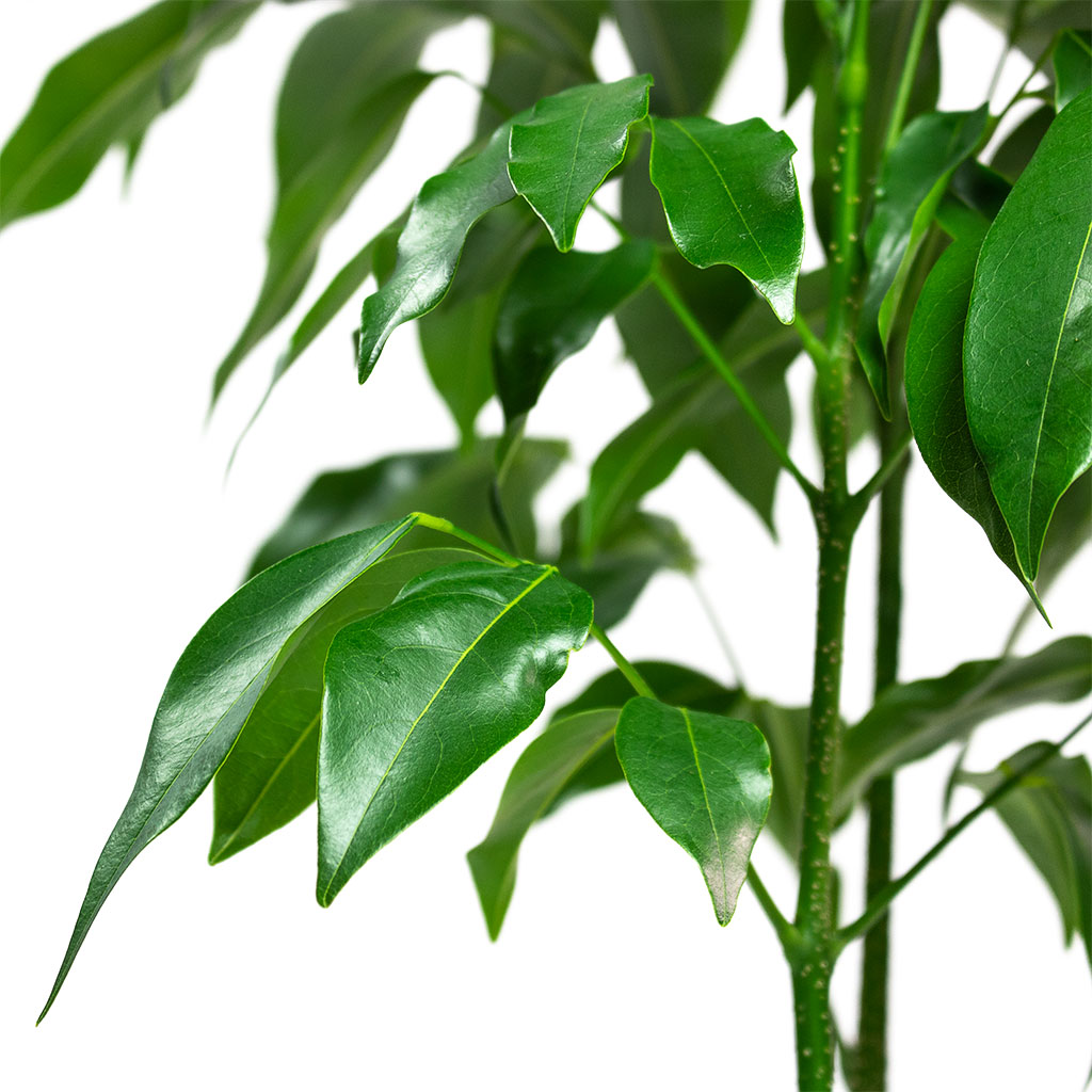 Castanospermum australe Moreton Bay Chestnut Close-Up