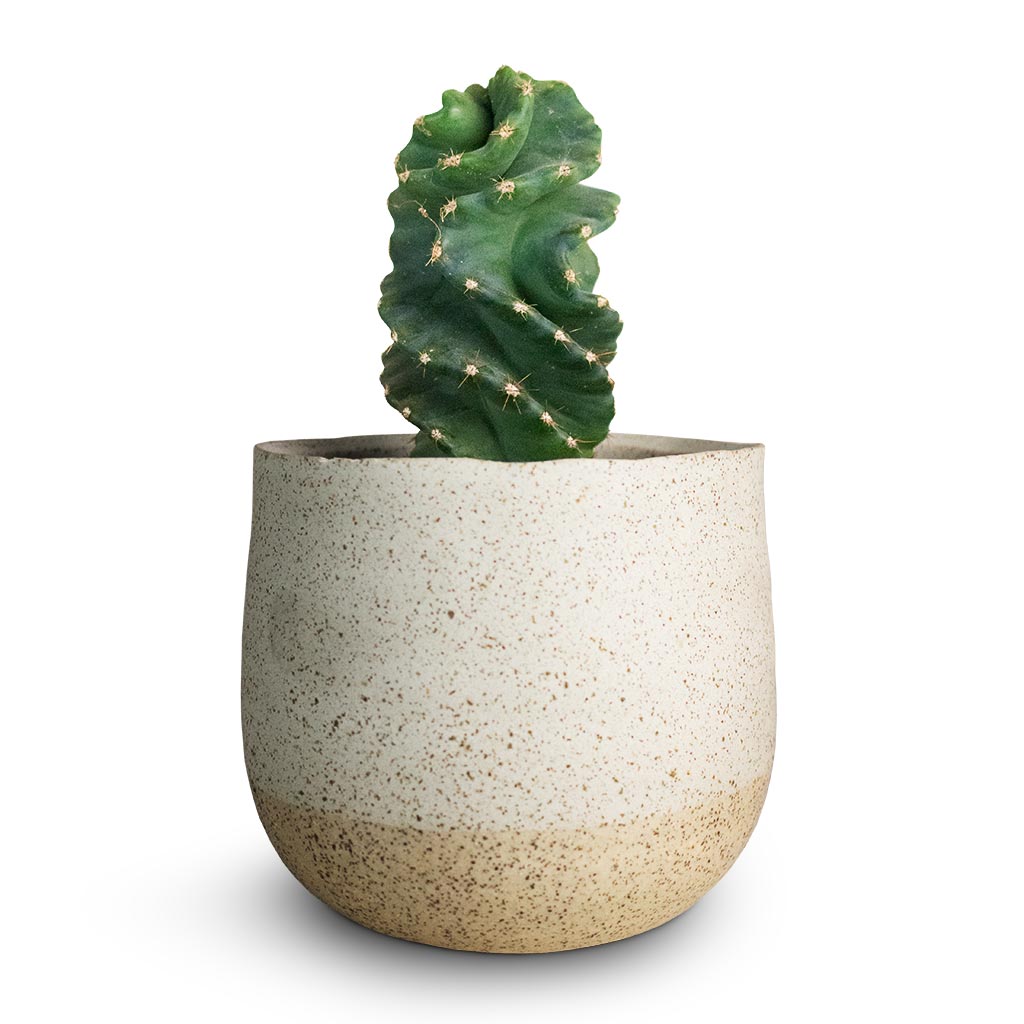 Cereus forbesii spiralis - Spiralled Cereus & Iris Plant Pot - Sand