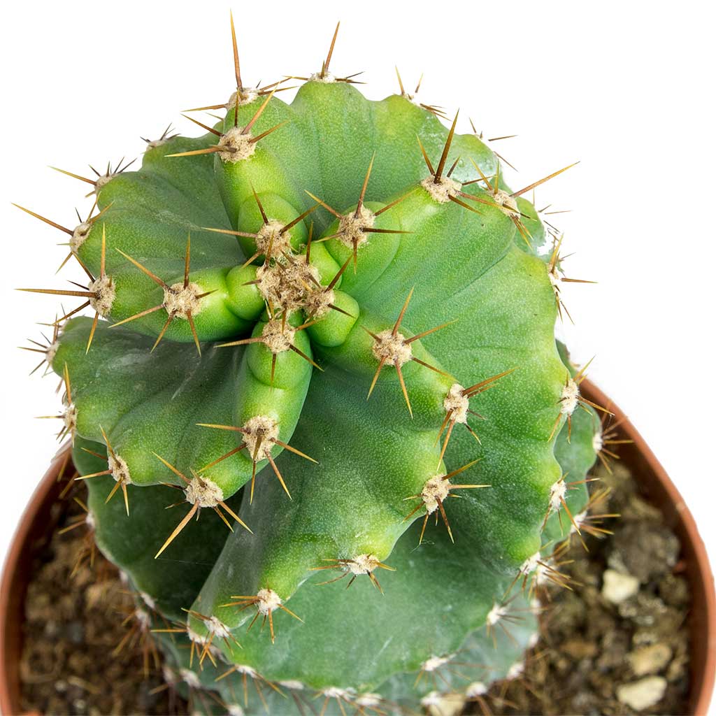 Cereus forbesii spiralis - Spiralled Cereus Top