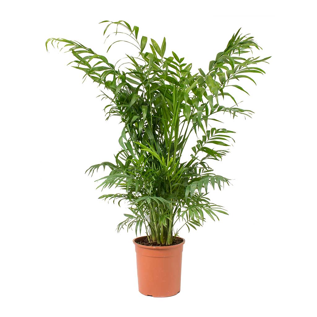 Chamaedorea elegans - Parlour Palm Medium