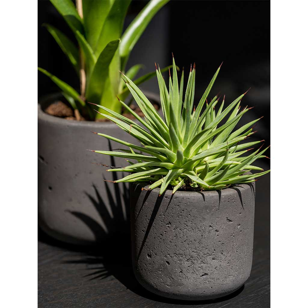 Charlie Plant Pot - Black Washed & Houseplants