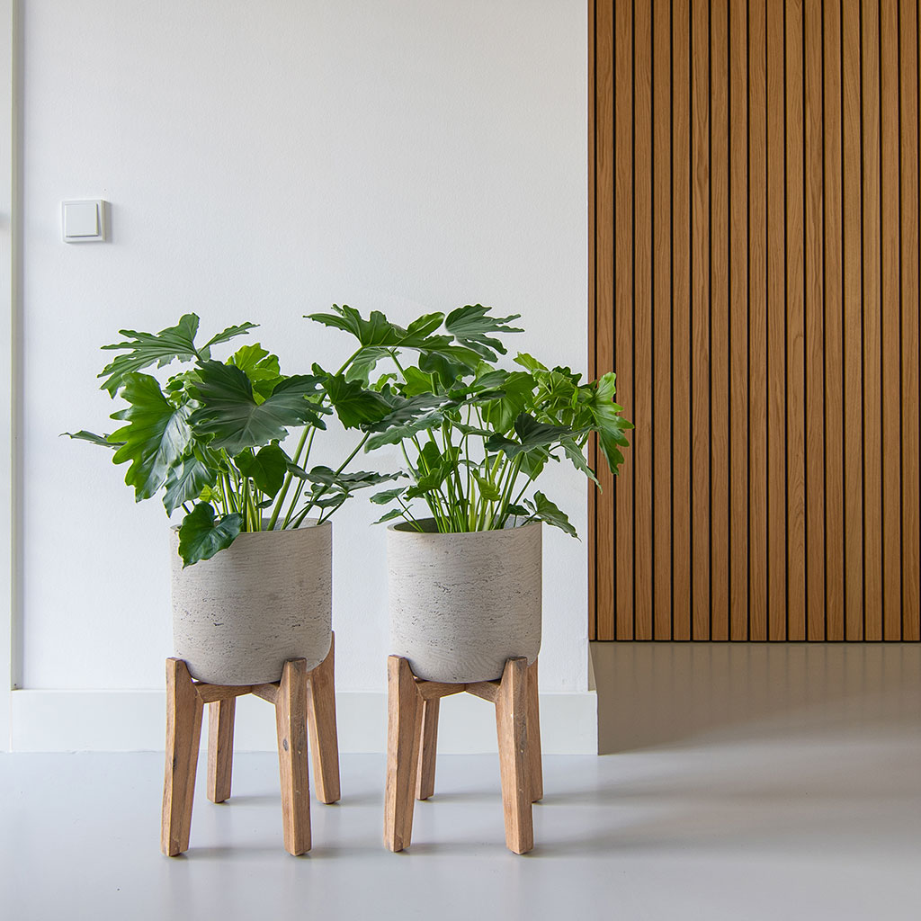 Charlie Plant Pot Tall Stand Grey Washed with Plants Lifestyle