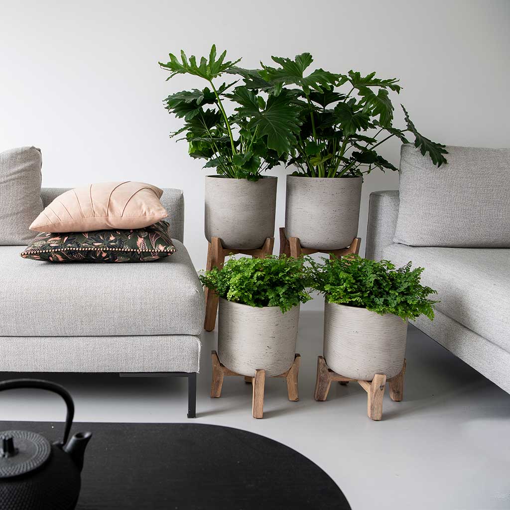 Charlie Plant Pot Tall Stand Grey Washed with Plants Lifestyle