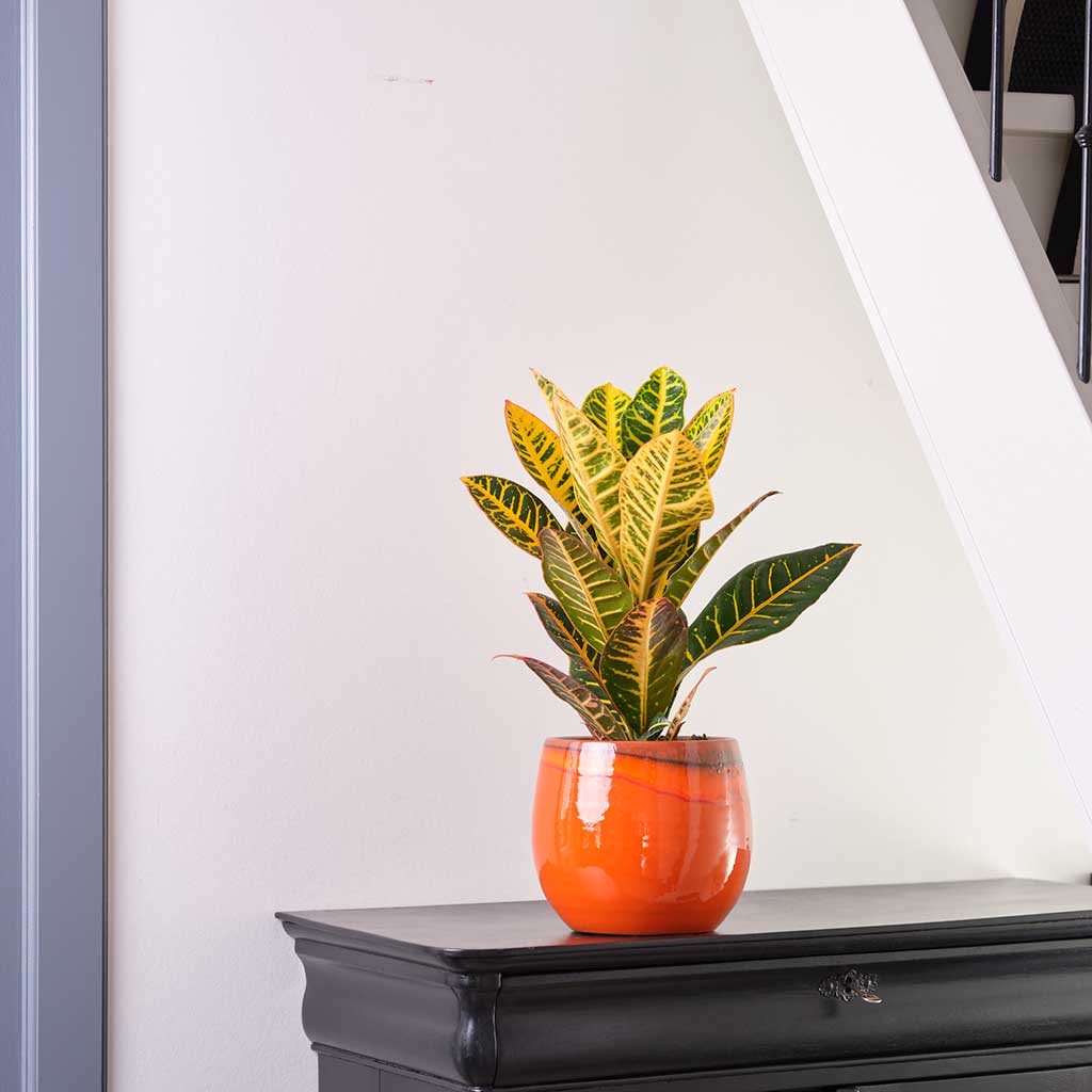 Charlotte Plant Pot - Red Orange with Croton Houseplant