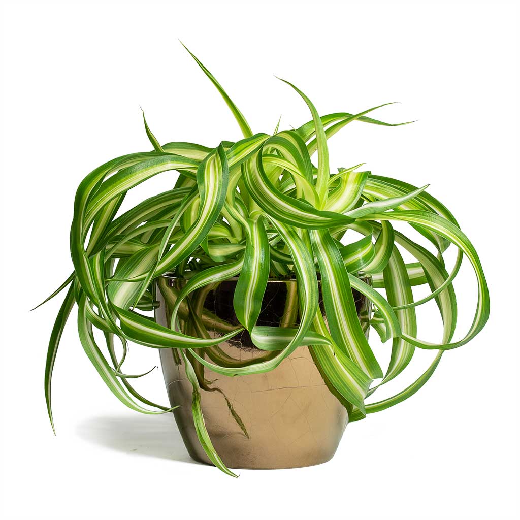 Chlorophytum Bonnie Curly Spider Plant & Sven Plant Pot - Gold