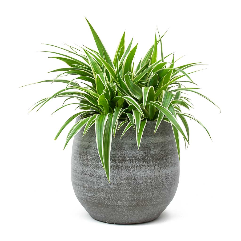 Chlorophytum Ocean Spider Plant & Esra Plant Pot Mystic Grey