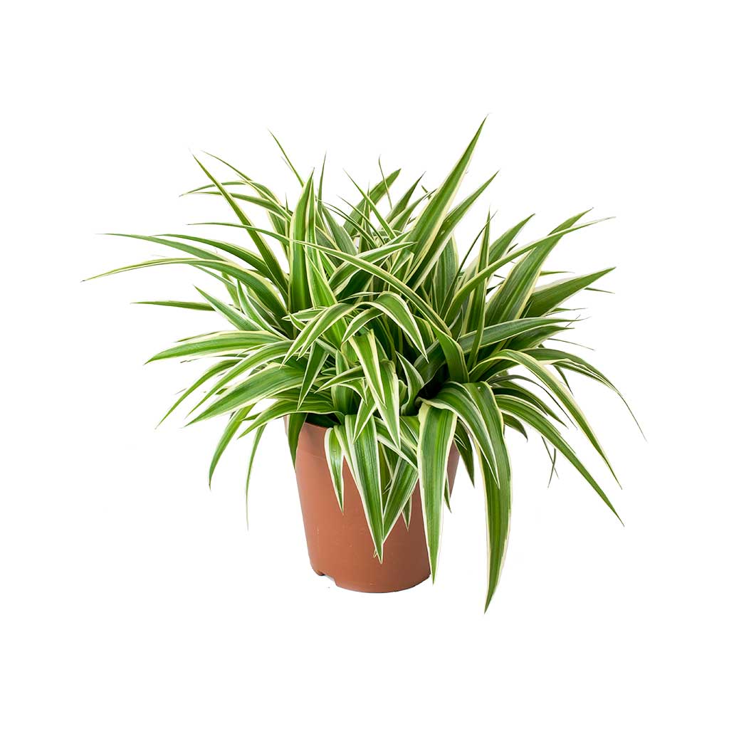 Chlorophytum Ocean - Spider Plant