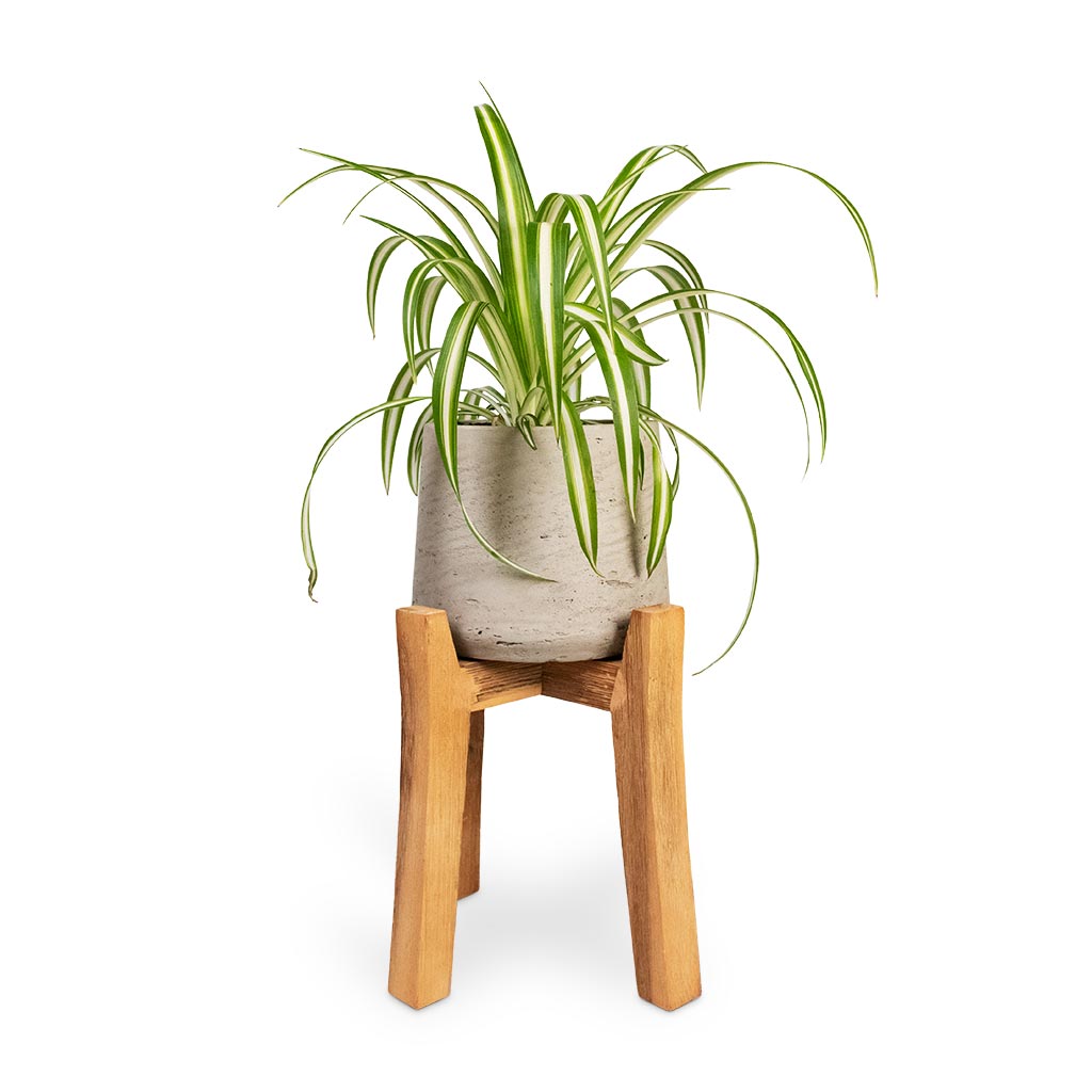 Chlorophytum Vittatum - Spider Plant & Patt Plant Pot - Tall Stand - Grey Washed