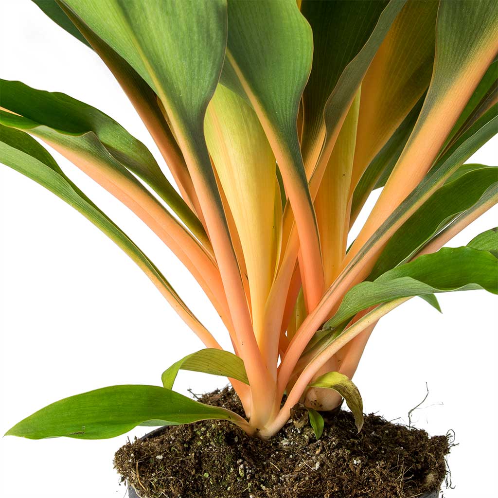 Chlorophytum orchidastrum Green Orange Stems
