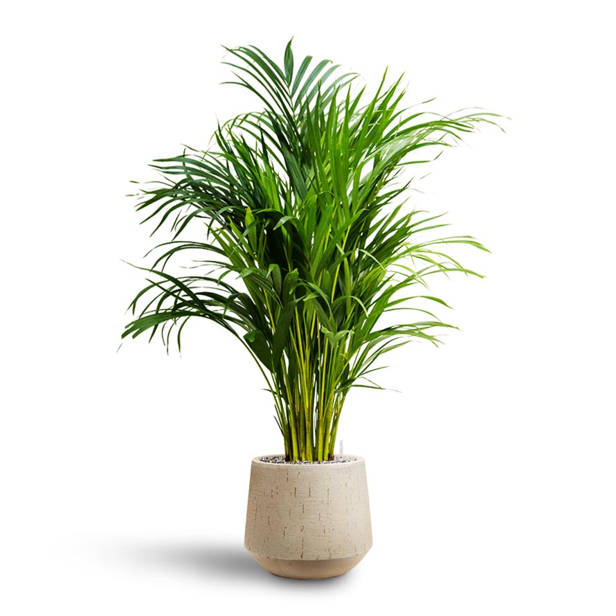 Chrysalidocarpus - Areca Palm - Hydroculture & Raindrop Tube Round Planter - Stone