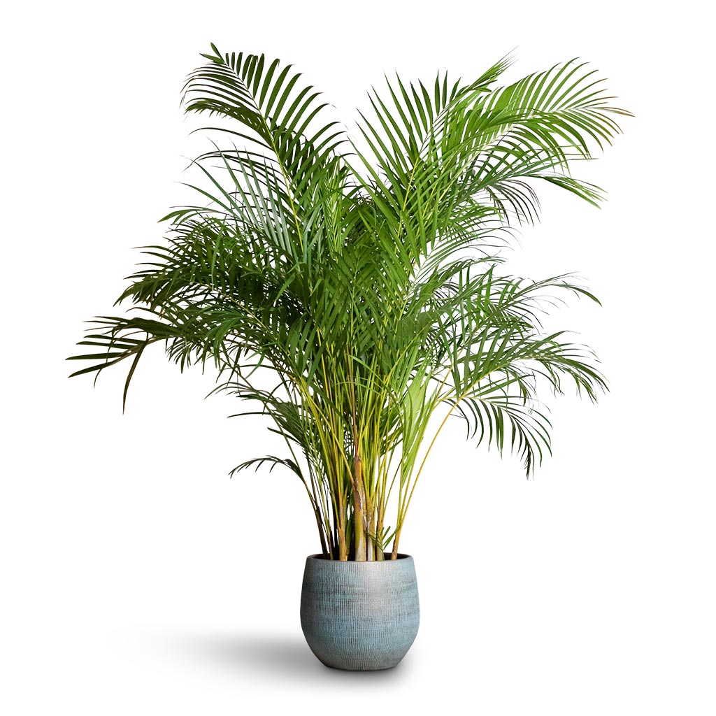Chrysalidocarpus lutescens - Areca Palm Indoor Plant &amp; Ryan Plant Pot - Blue Gold
