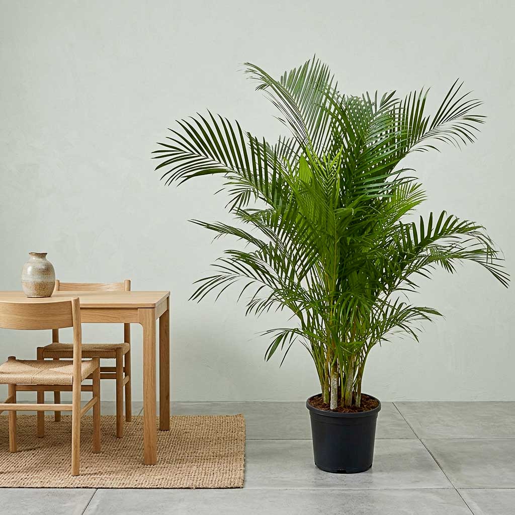 Chrysalidocarpus lutescens - Areca - 30 x 170cm