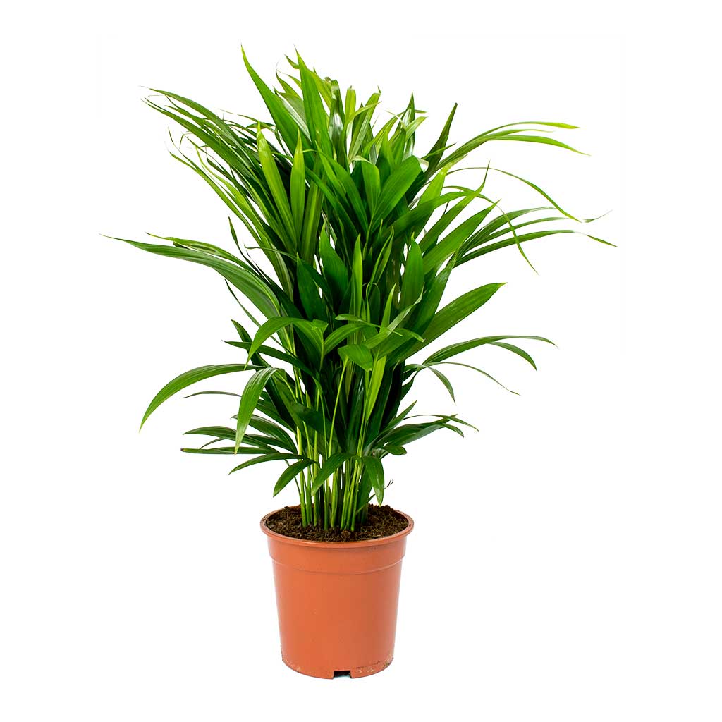 Chrysalidocarpus lutescens - Areca Palm 65cm