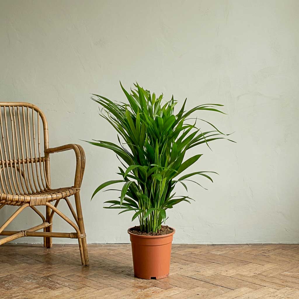 Chrysalidocarpus lutescens - Areca - 17 x 65cm