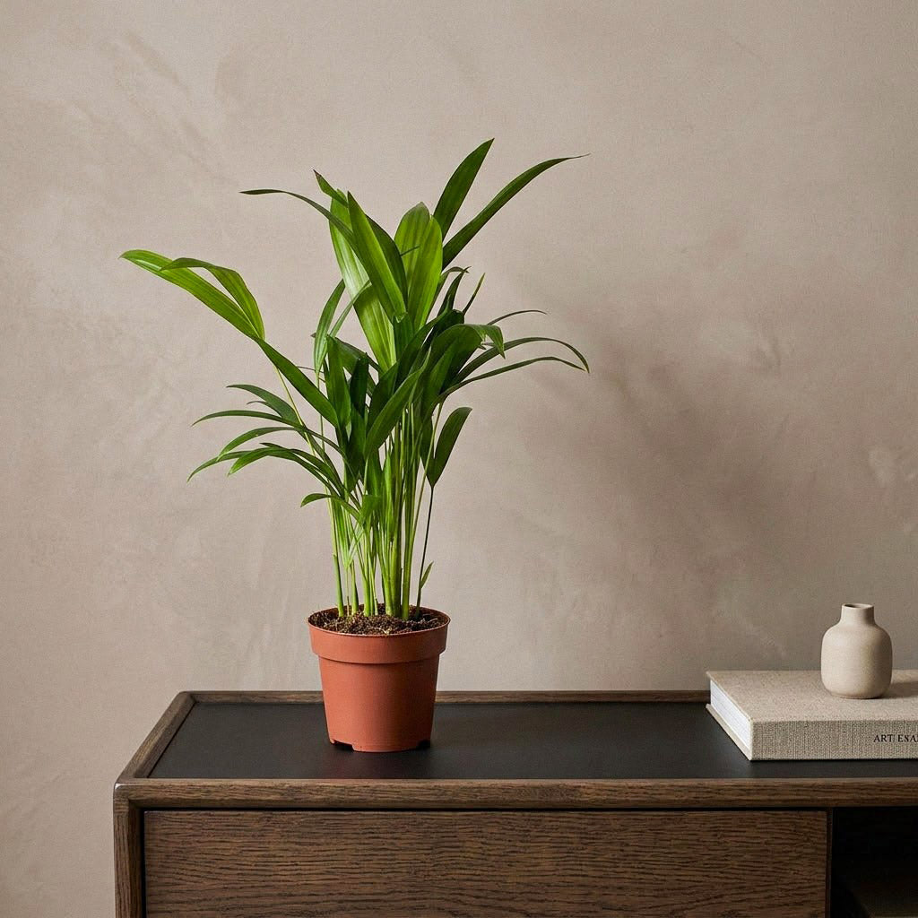 Chrysalidocarpus lutescens - Areca - 14 x 50cm