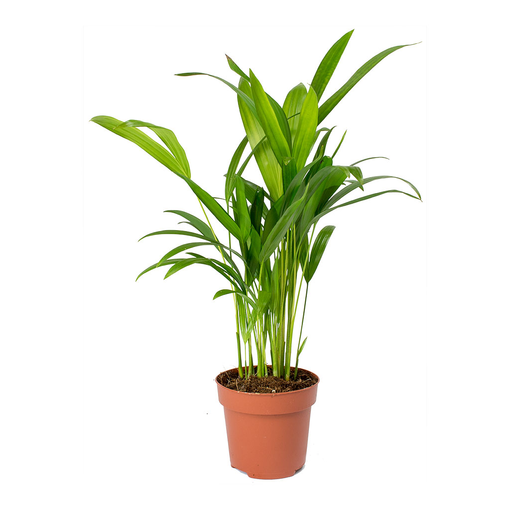 Chrysalidocarpus lutescens - Areca Palm 45cm