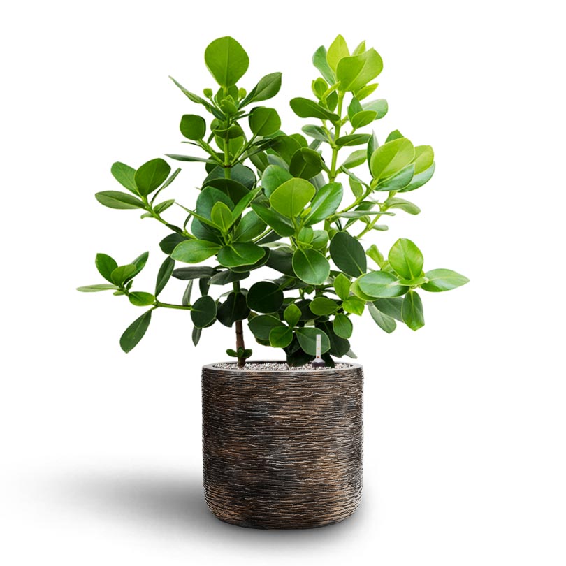 Clusia rosea Princess - Autograph Tree - Hydroculture Luxe Lite Wrinkle Cylinder Planter - Bronze