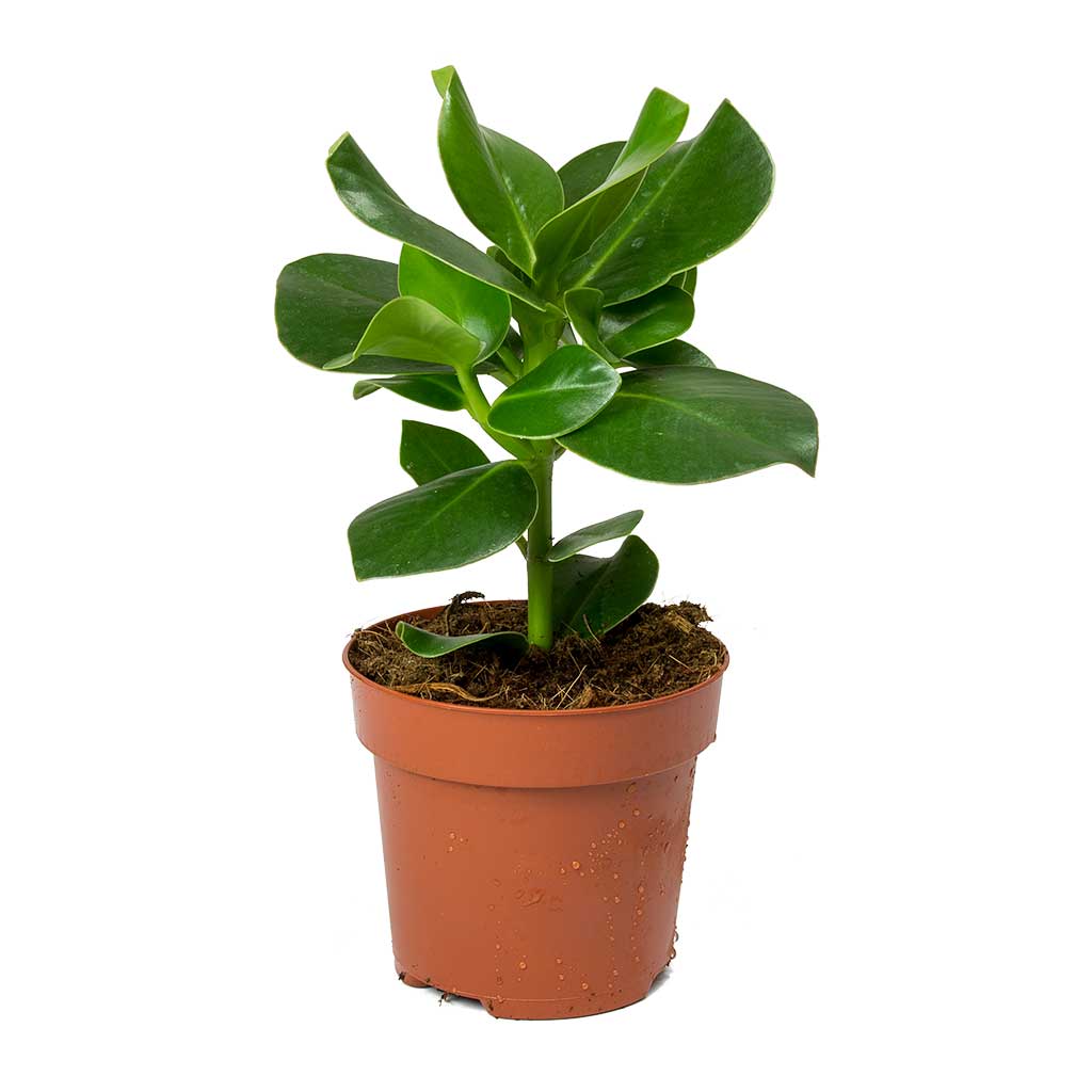 Clusia rosea Princess - Autograph Tree - 30cm