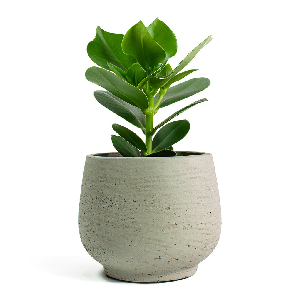 Clusia rosea Princess Autograph Tree with Mini Pixie Plant Pot Grey Washed