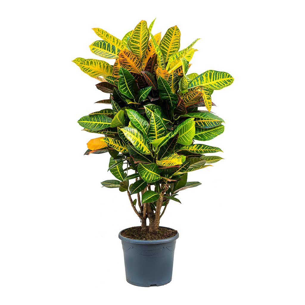 Codiaeum Petra - Croton 110cm
