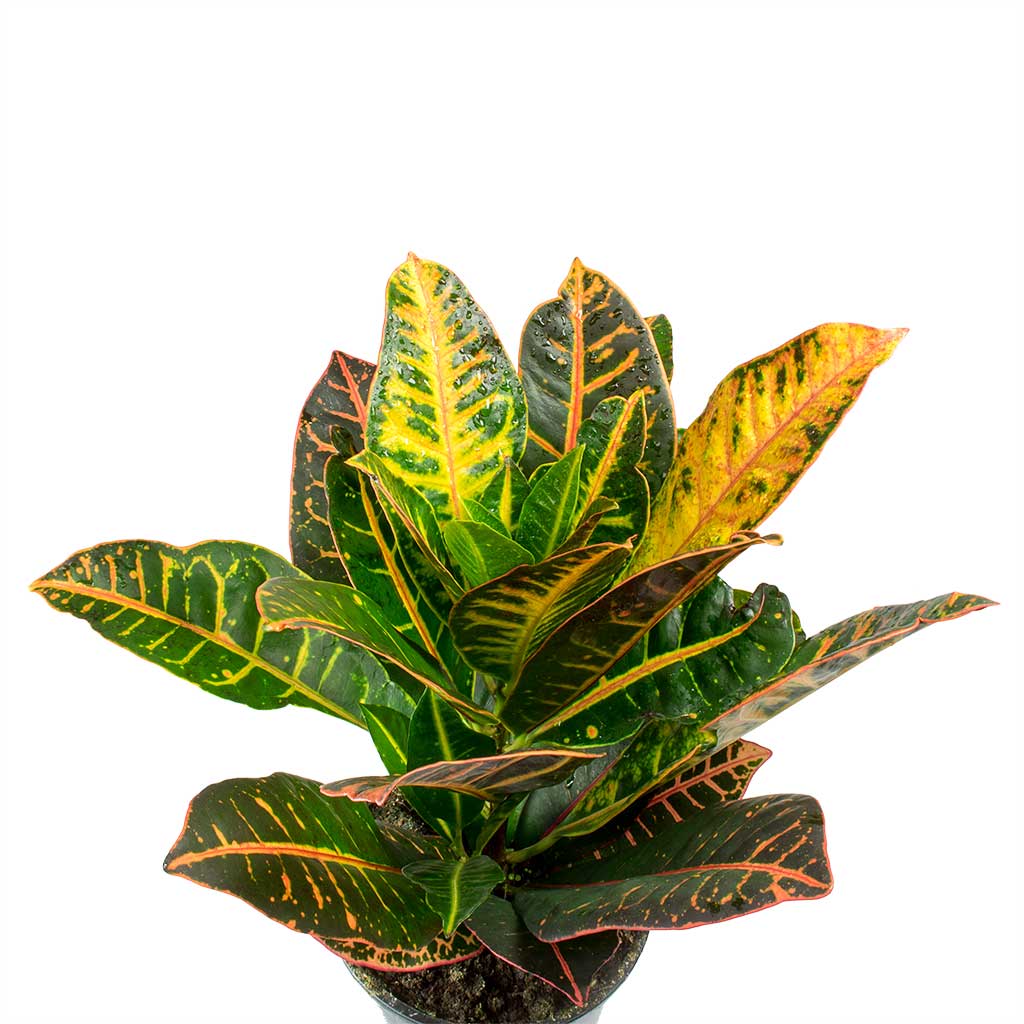 Codiaeum Petra - Croton Leaves
