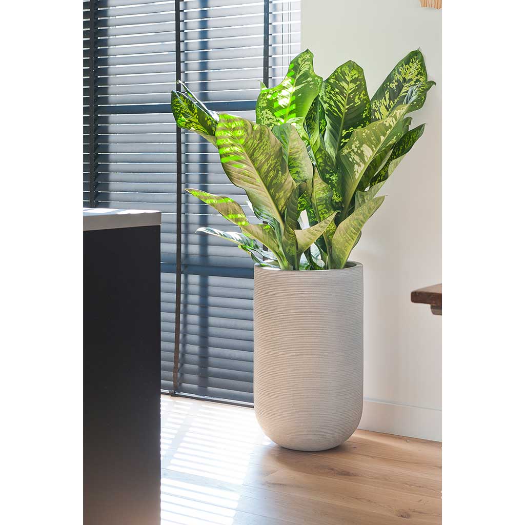 Cody Plant Vase - Ridged Cement & Dieffenbachia Houseplant