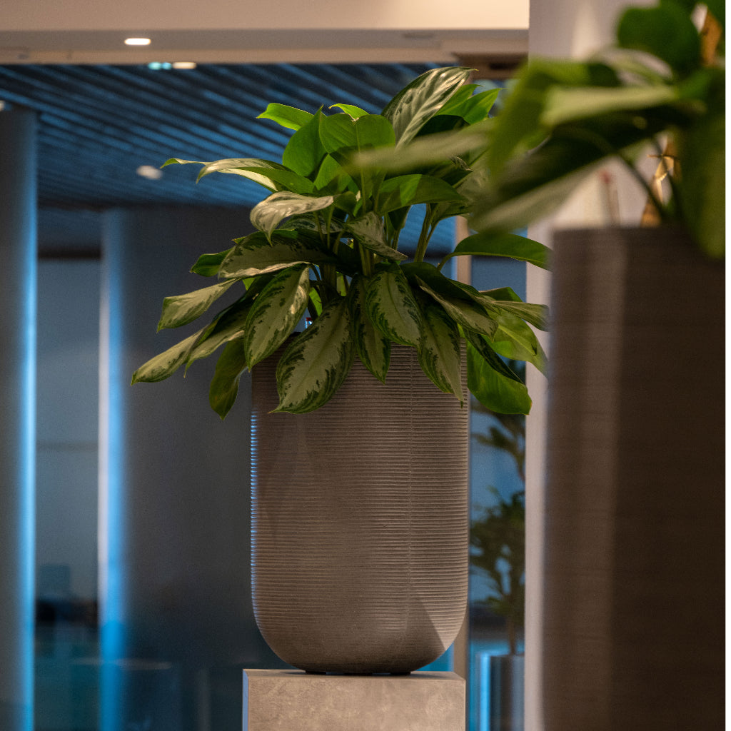 Cody Plant Vase - Ridged Dark Grey & Aglaonema