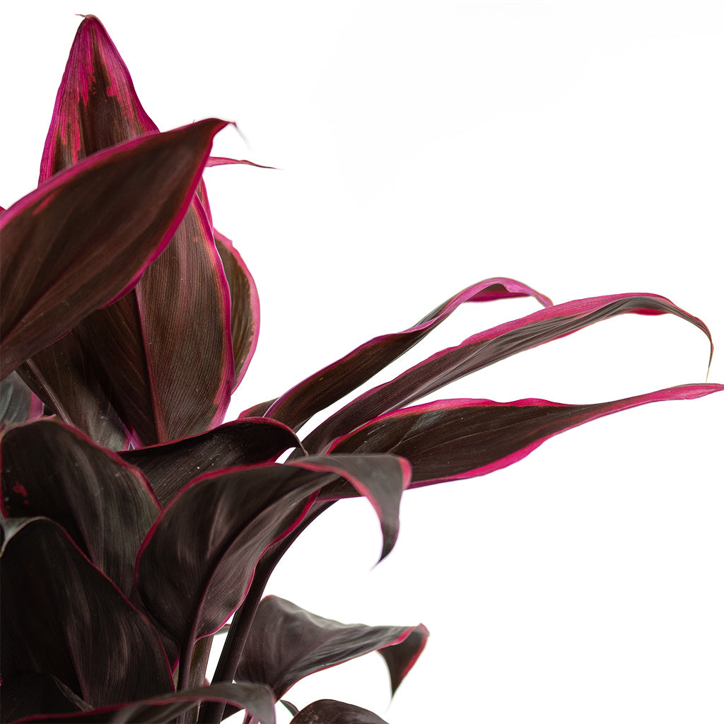 Cordyline fruticosa Mambo Hawaiian Ti Plant Large Close-Up