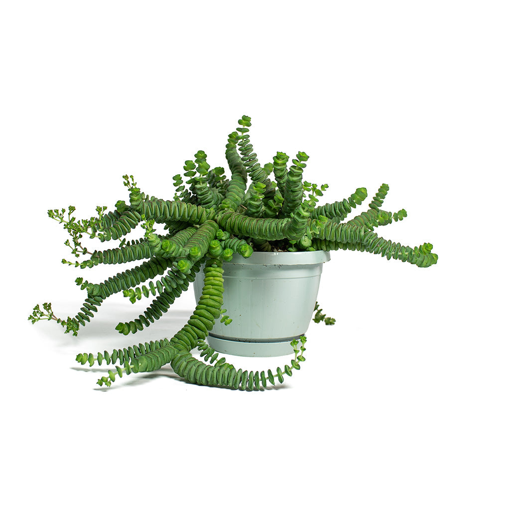 Crassula marneriana Worm Plant Baby Jade Necklace 14cm