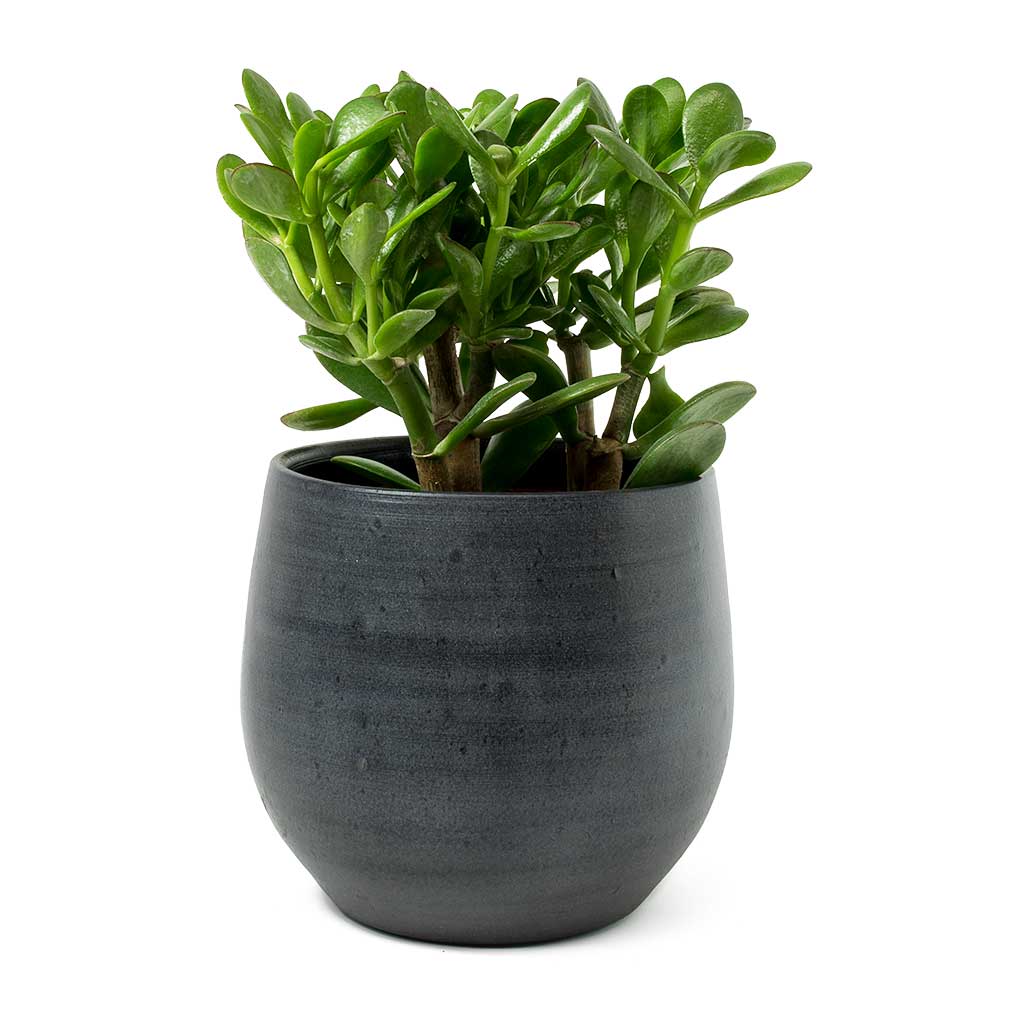 Crassula ovata Jade Plant & Esra Graphite Plant Pot