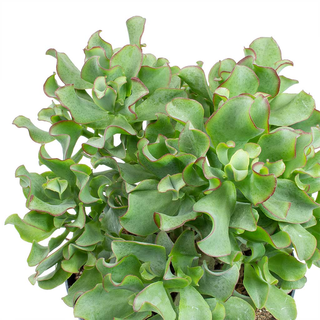 Crassula ovata Undulata - Curly Jade Plant Leaves