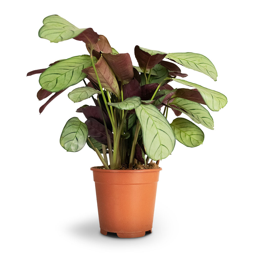 Ctenanthe burle marxii Amagris - Never Never Plant