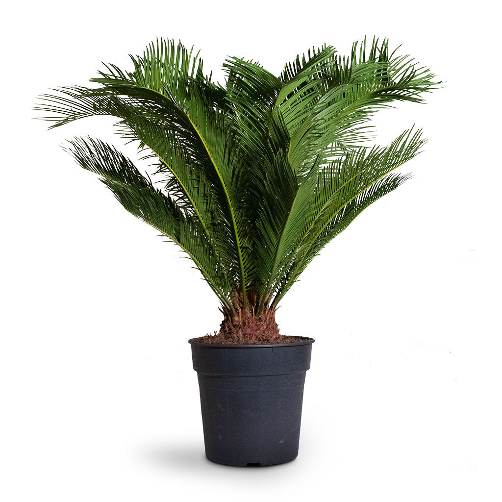 Cyas Revoluta - Sago Palm - 27x90cm