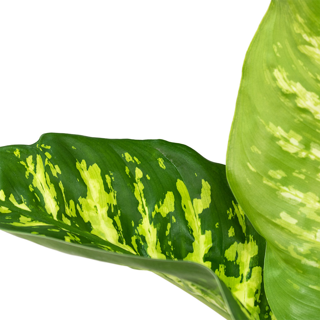 Dieffenbachia seguine Tropic Snow Dumb Cane Close-Up
