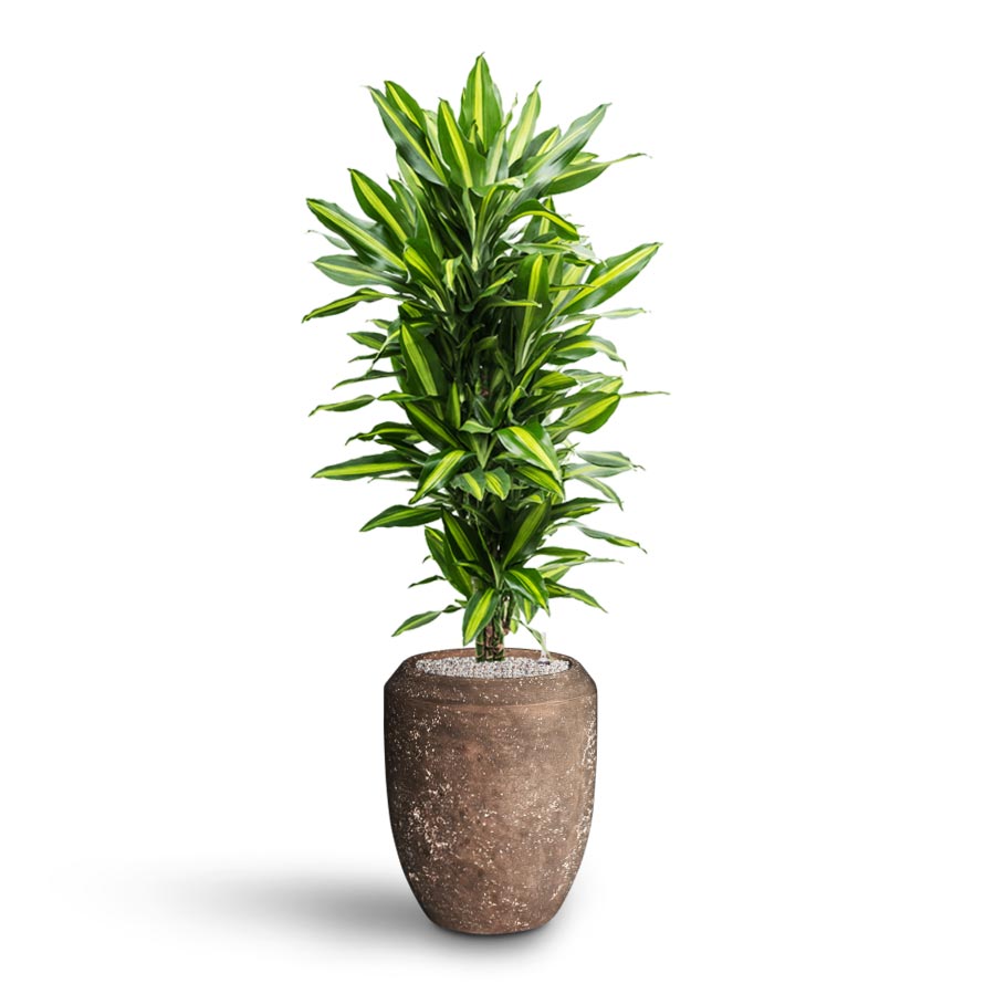 Dracaena Cintho - Branched - Hydroculture Polystone Coated Plain Coppa Planter - Rock