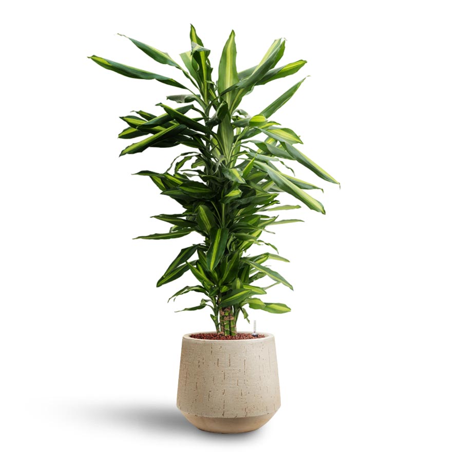 Dracaena Cintho - Branched - Hydroculture & Raindrop Tube Round Planter - Stone