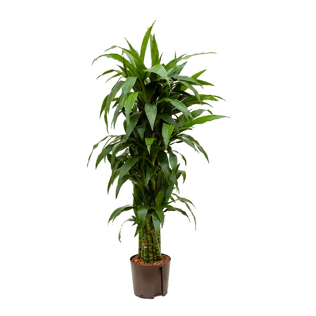 Dracaena Janet Craig Branched Hydroculture Indoor Plant