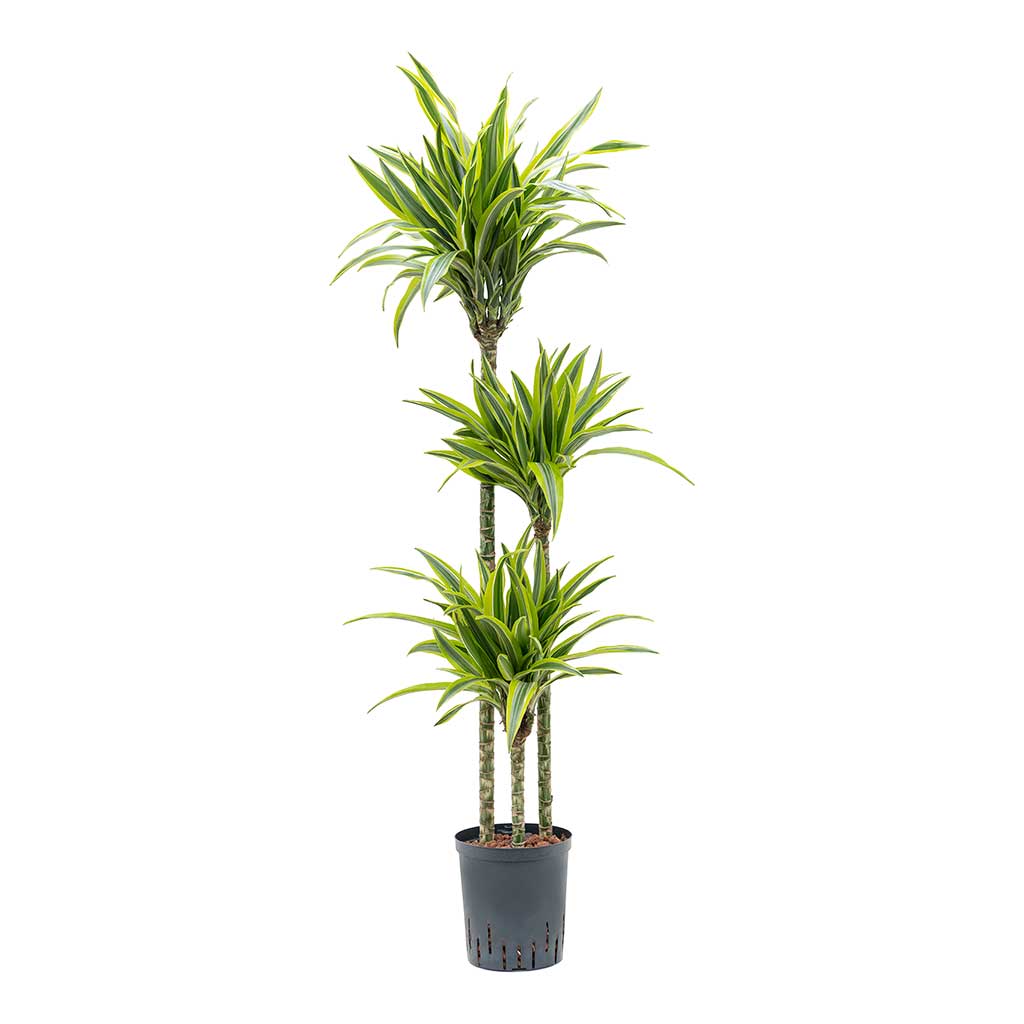 Dracaena Lemon Lime Hydroculture Indoor Plant 3 Stems Tall