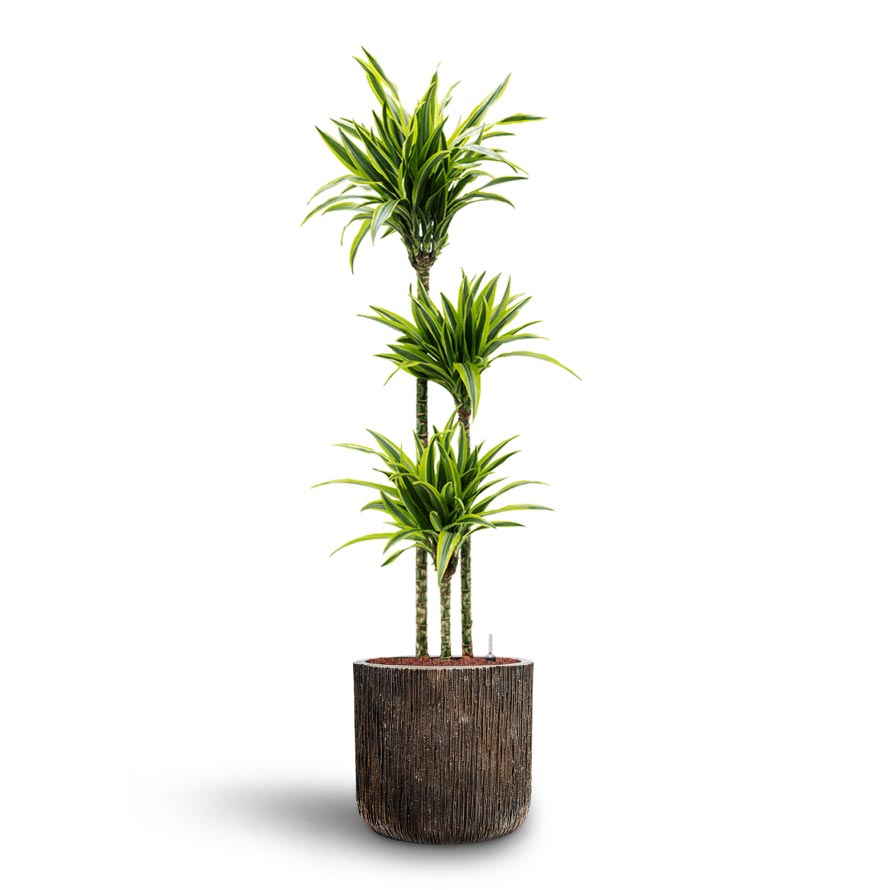 Dracaena Lemon lime - Multi Stem - Hydroculture Indoor Plant & Luxe Lite Waterfall Cylinder Planter - Bronze