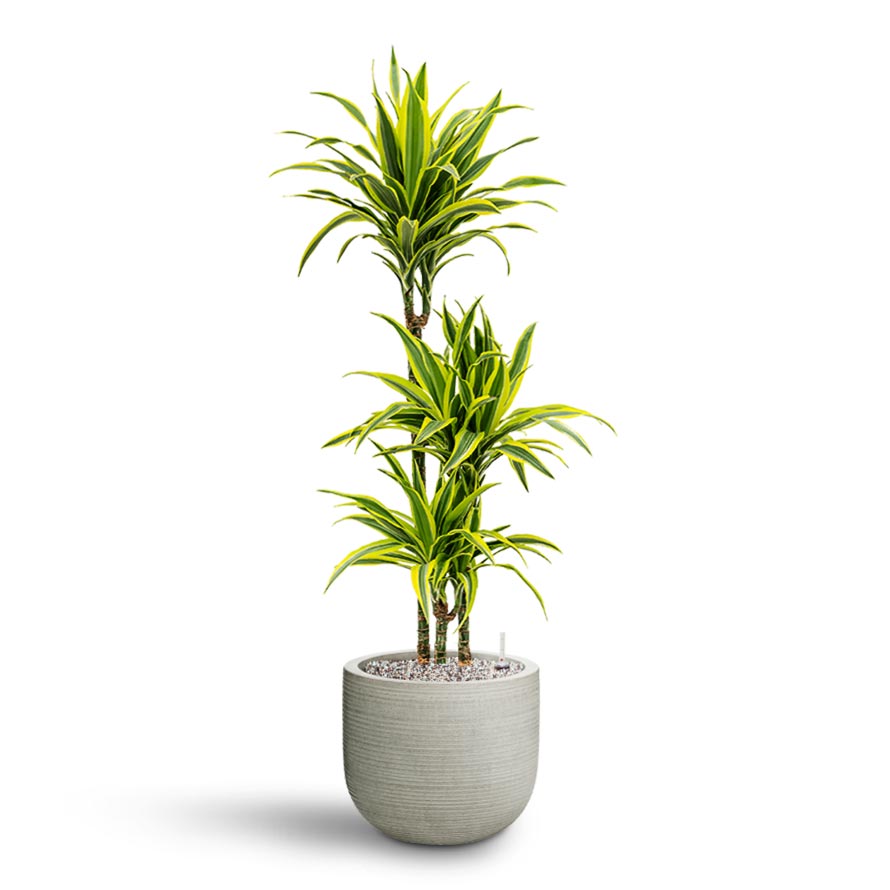 Dracaena Lemon lime - Multi Stem - Hydroculture - 3 Stem Cody Plant Pot - Ridged Cement 28 x 25cm