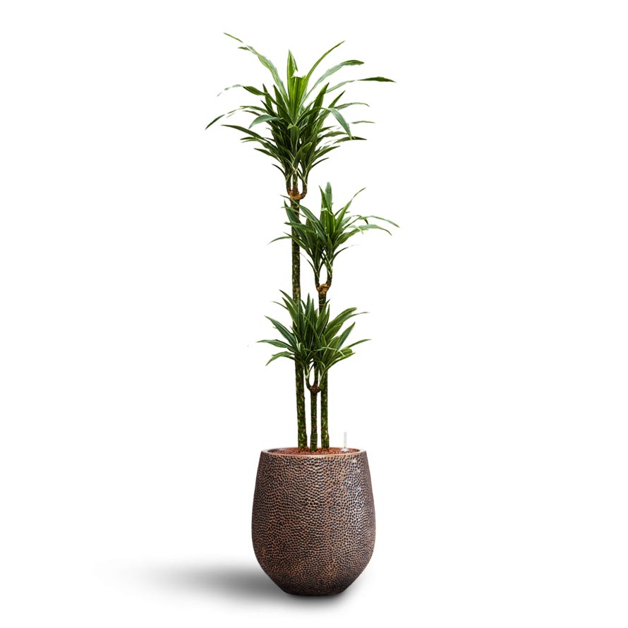 Opus Hit Darcy Planter - Gold & Dracaena Warneckii