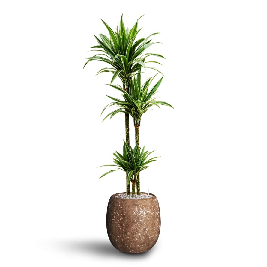 Dracaena Warneckii - Multi Stem - Hydroculture & Polystone Coated Plain Balloon Planter - Rock