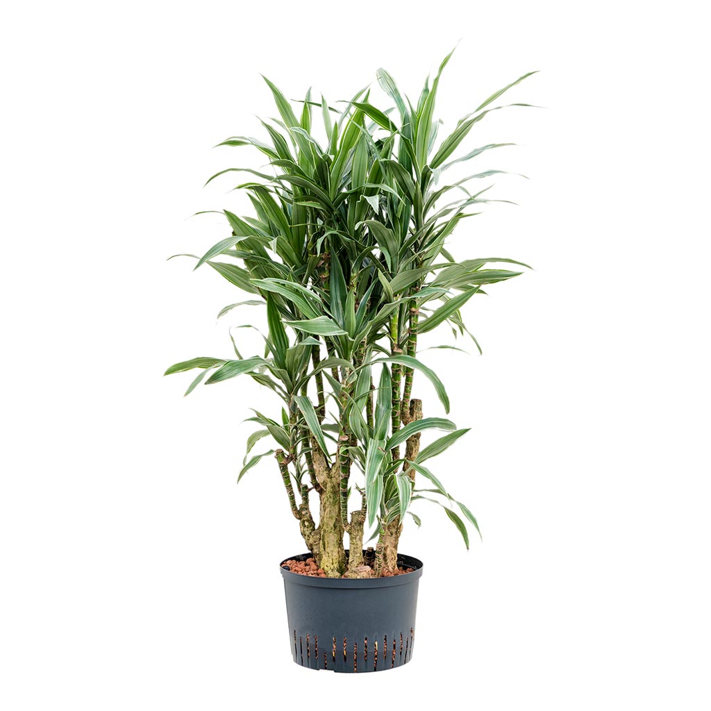 Dracaena Warneckii - Branched - Hydroculture - 28/19 x 130cm