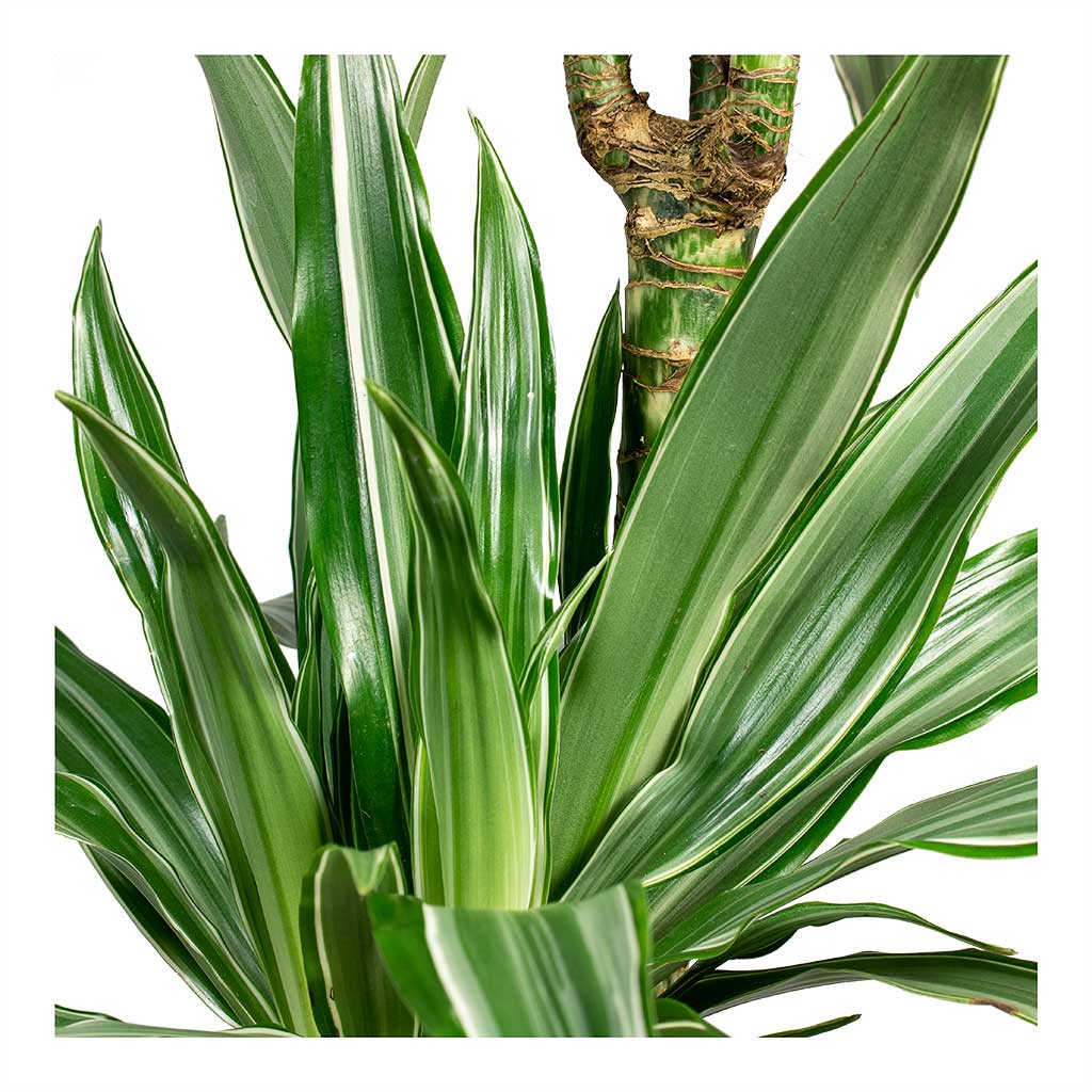 Dracaena deremensis Warneckii Leaves