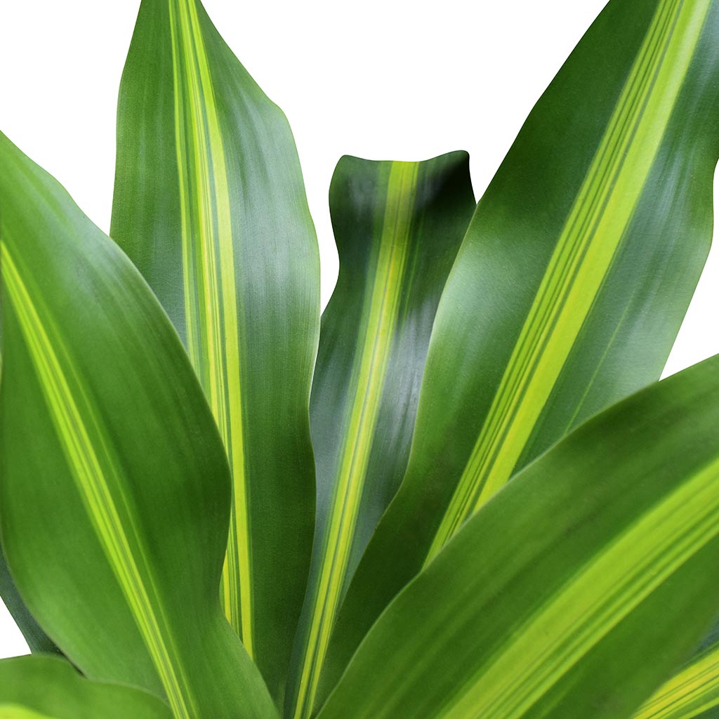 Dracaena fragrans Burley Leaves